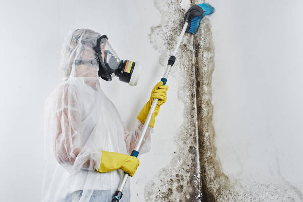Best Post-Flood Mold Remediation in Pevely, MO