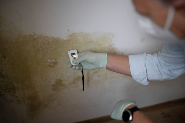 Best Mold Remediation for Specific Building Types in Pevely, MO
