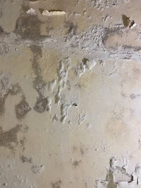Best Basement Mold Remediation in Pevely, MO