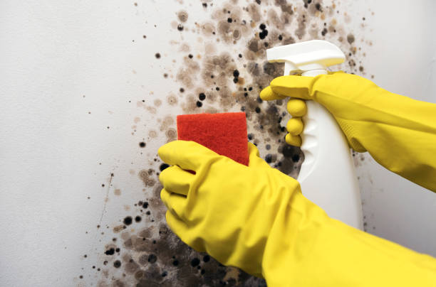 Best Attic Mold Remediation in Pevely, MO