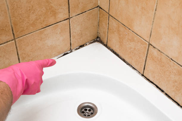 Best DIY Mold Remediation Support Services in Pevely, MO